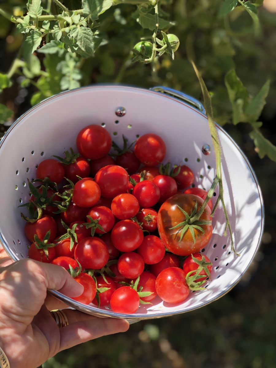 Long Track Tomato Relish